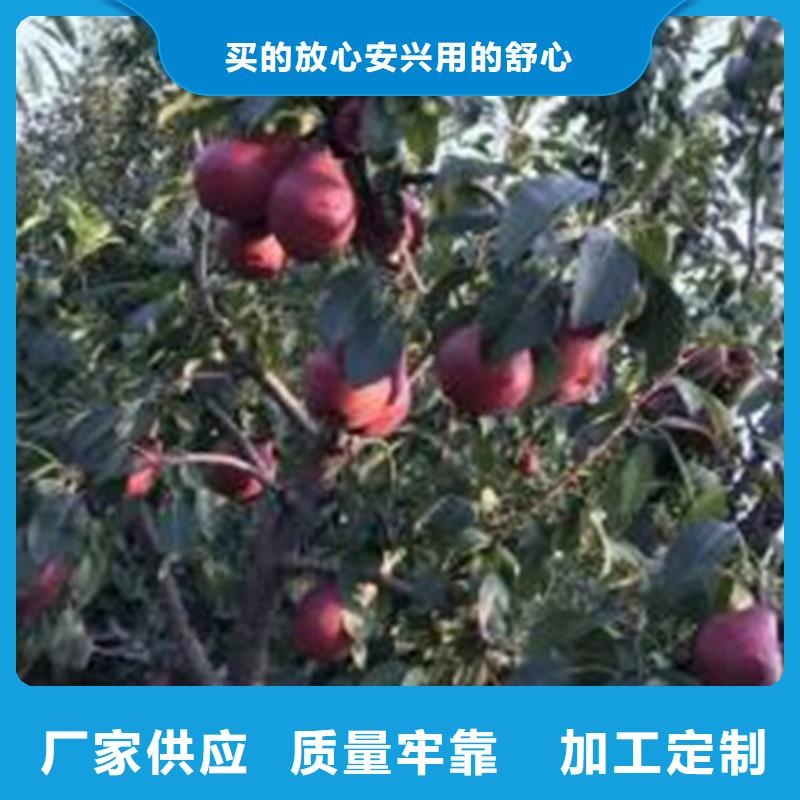 梨树,北美冬青定制批发