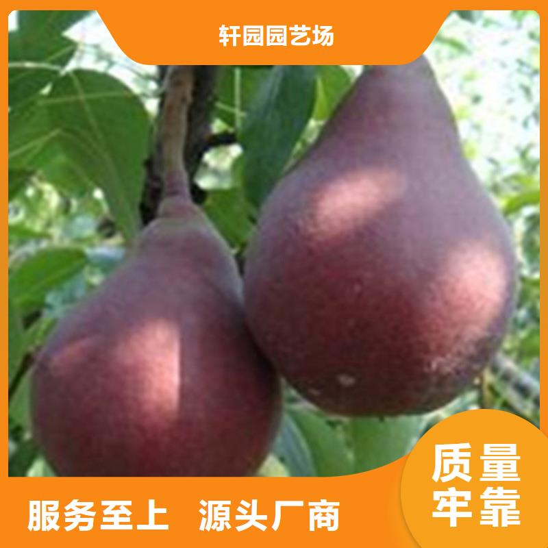 梨树_石榴树厂家直发