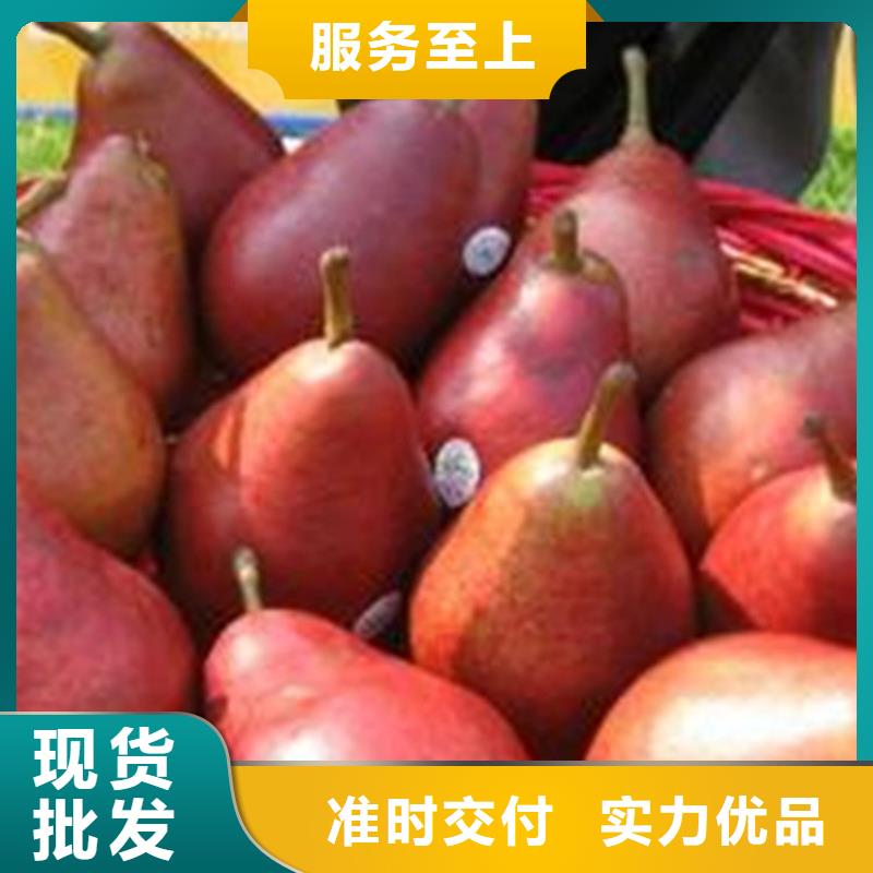 红梨树苗露天种植