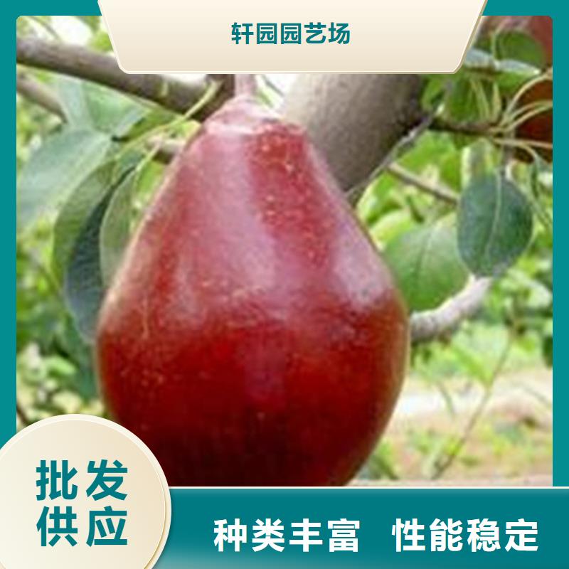 梨树_石榴树厂家直发