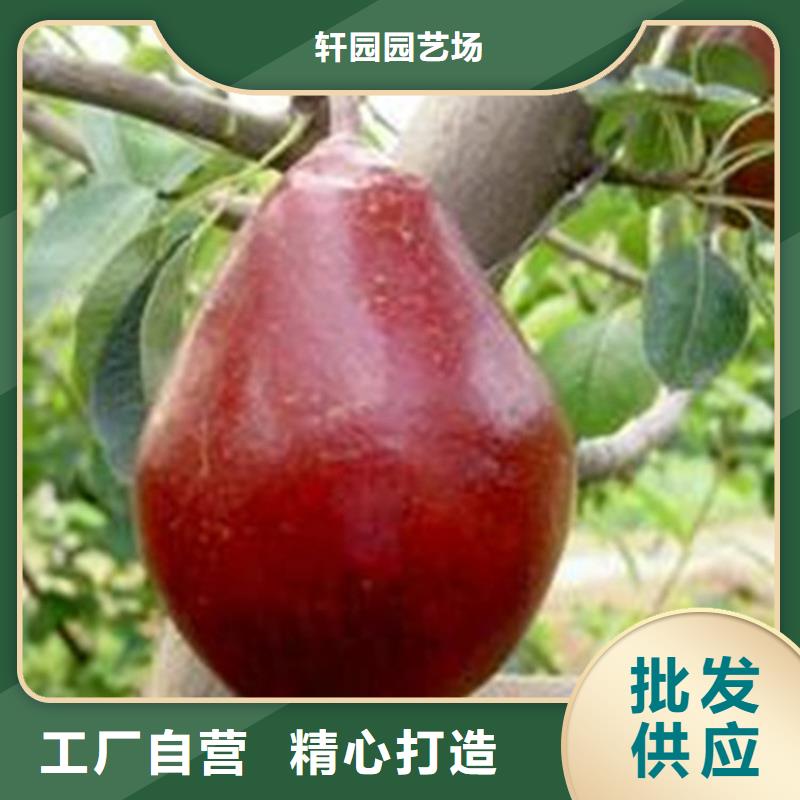 梨树无花果苗多年经验值得信赖