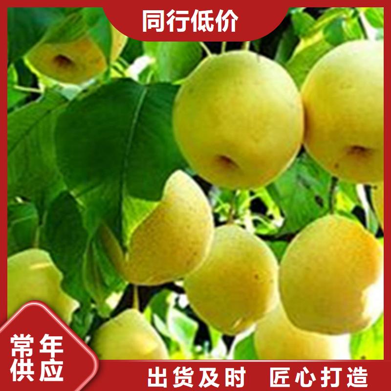 梨树_石榴树厂家直发