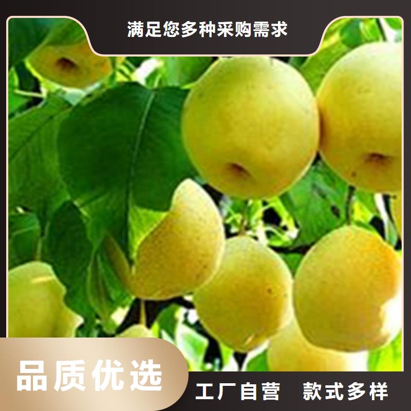 梨树无花果苗多年经验值得信赖