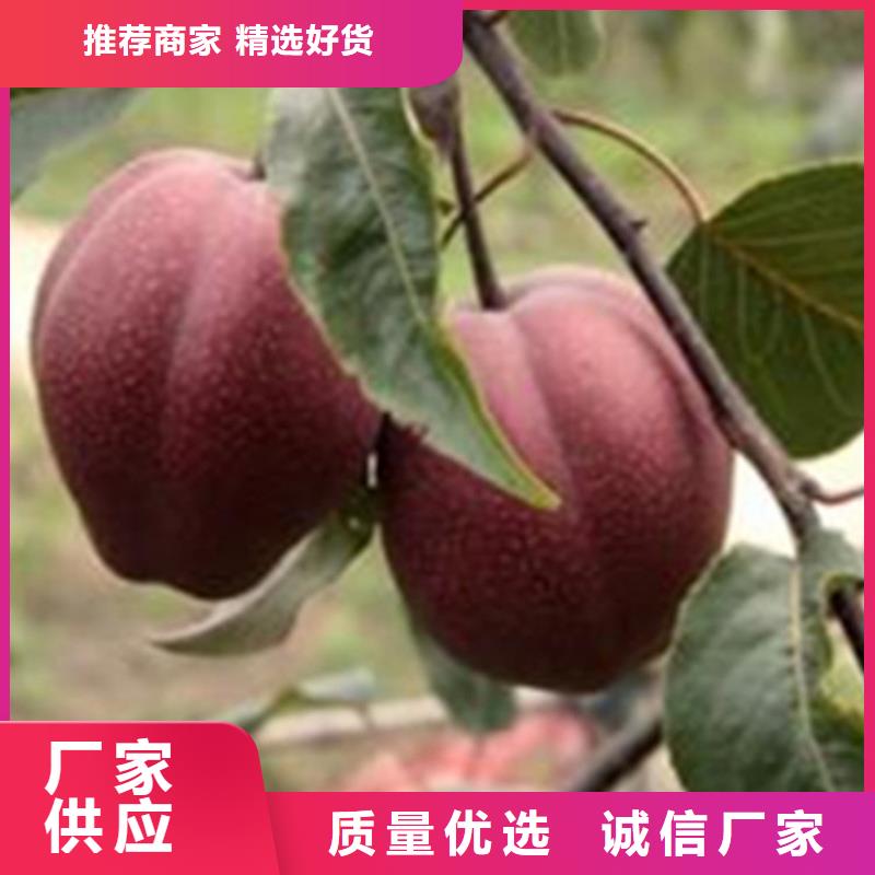 梨树无花果苗多年经验值得信赖