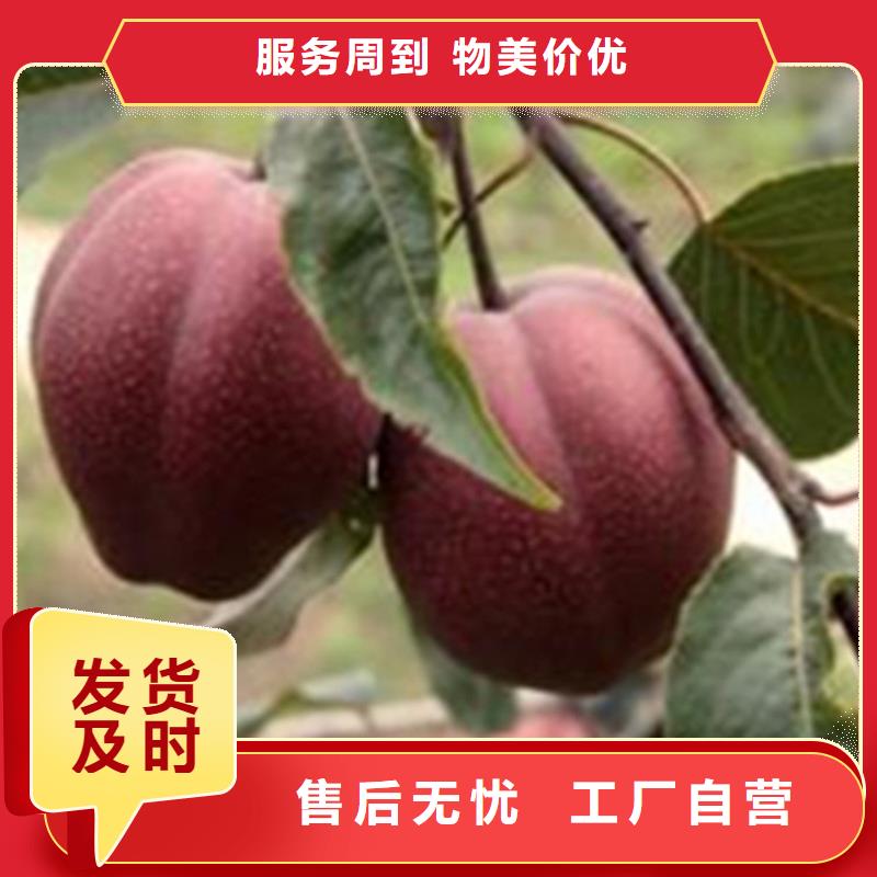 梨树,北美冬青定制批发