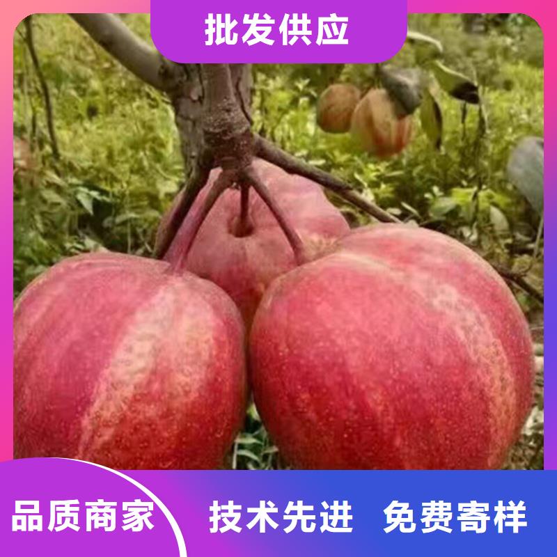 梨树_石榴树厂家直发