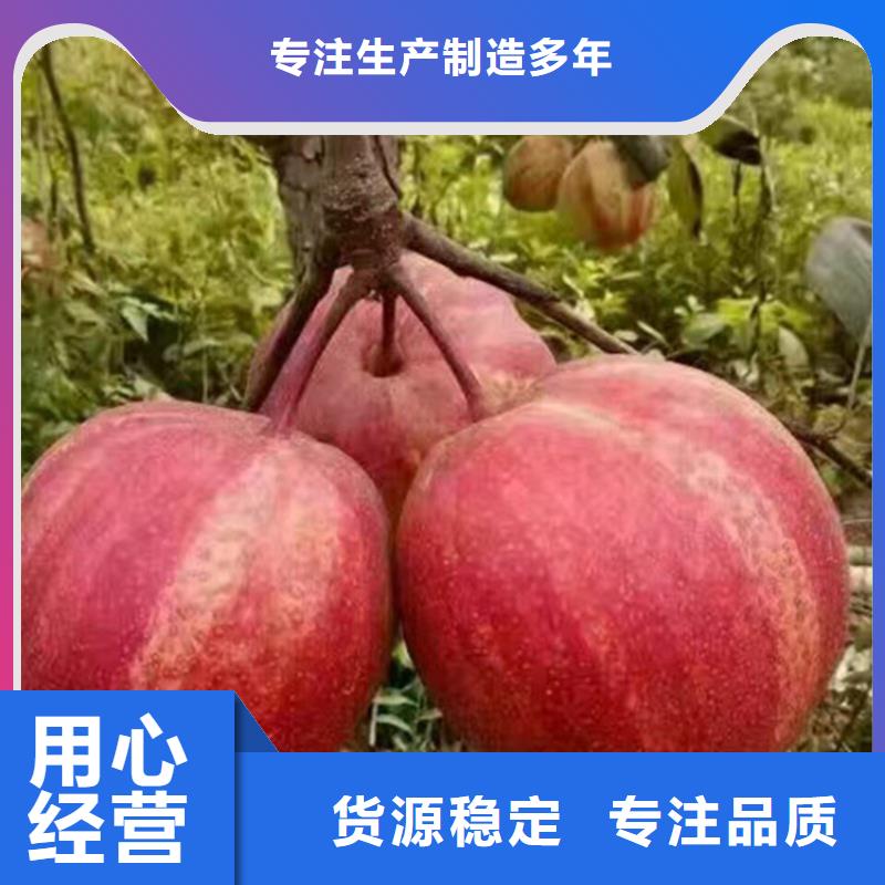 梨树,北美冬青定制批发