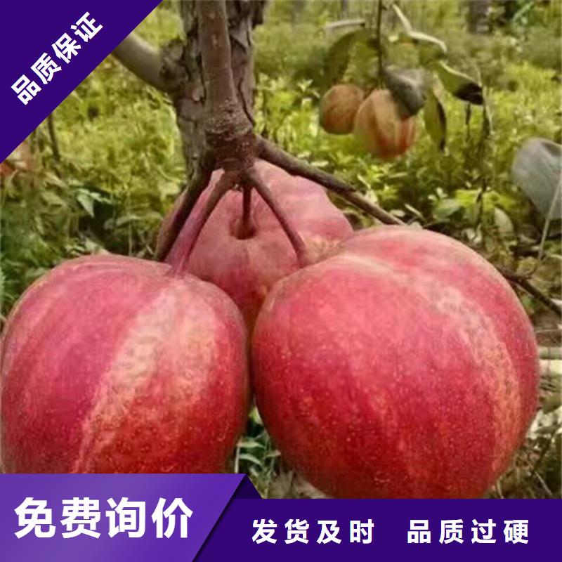 梨树无花果苗多年经验值得信赖