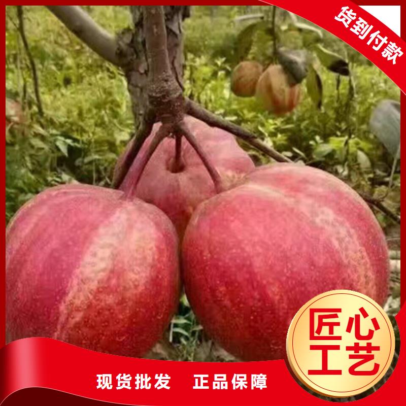 红梨树苗什么时间移栽