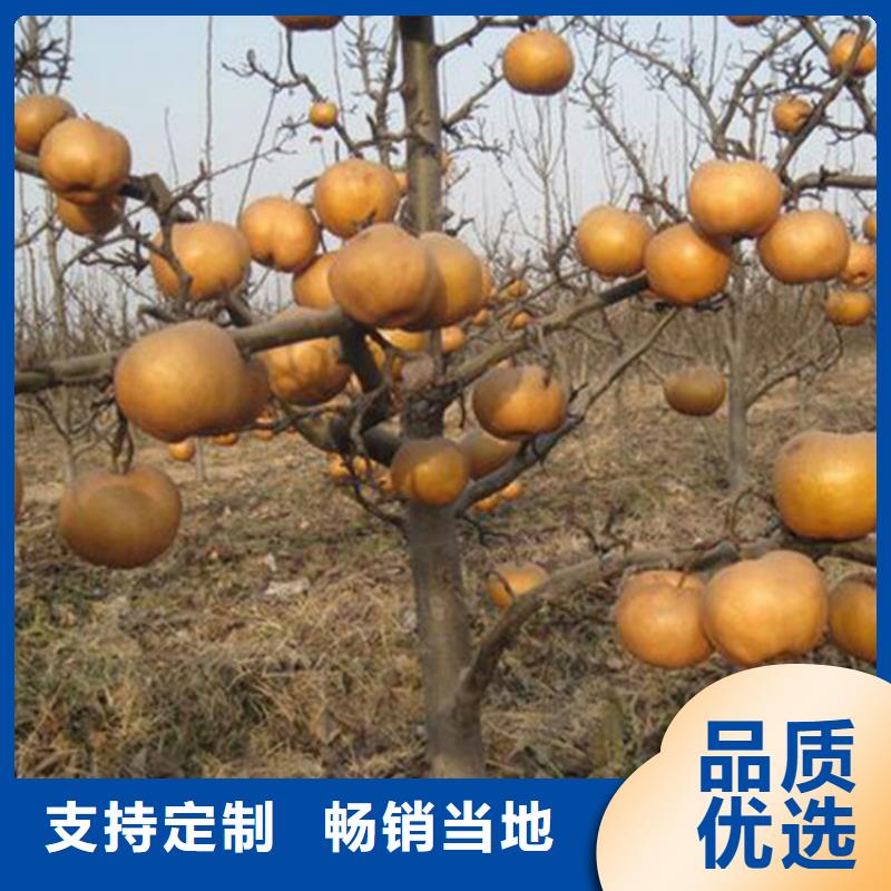梨树,北美冬青定制批发