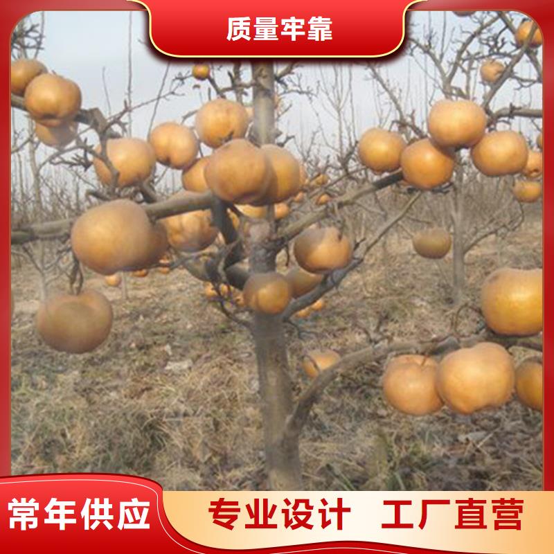 梨树无花果苗多年经验值得信赖