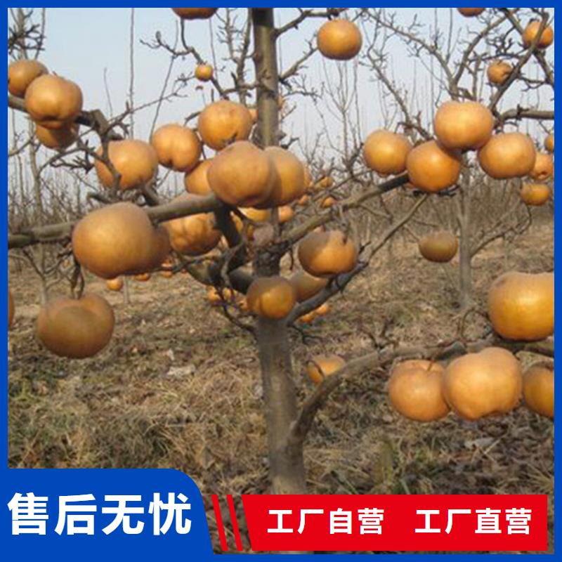 红梨树苗露天种植