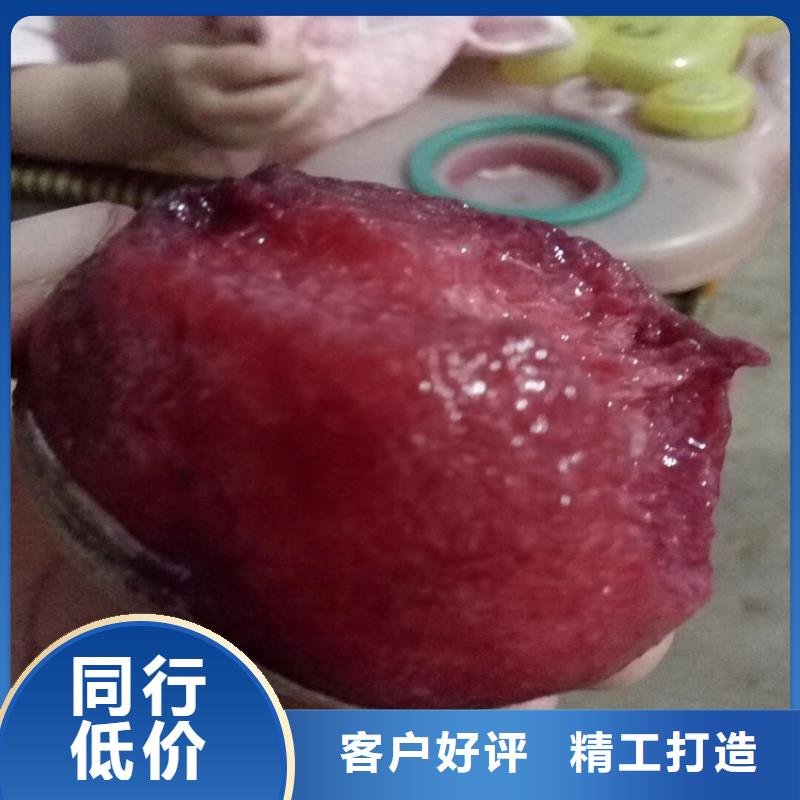 桃-樱桃苗专业信赖厂家