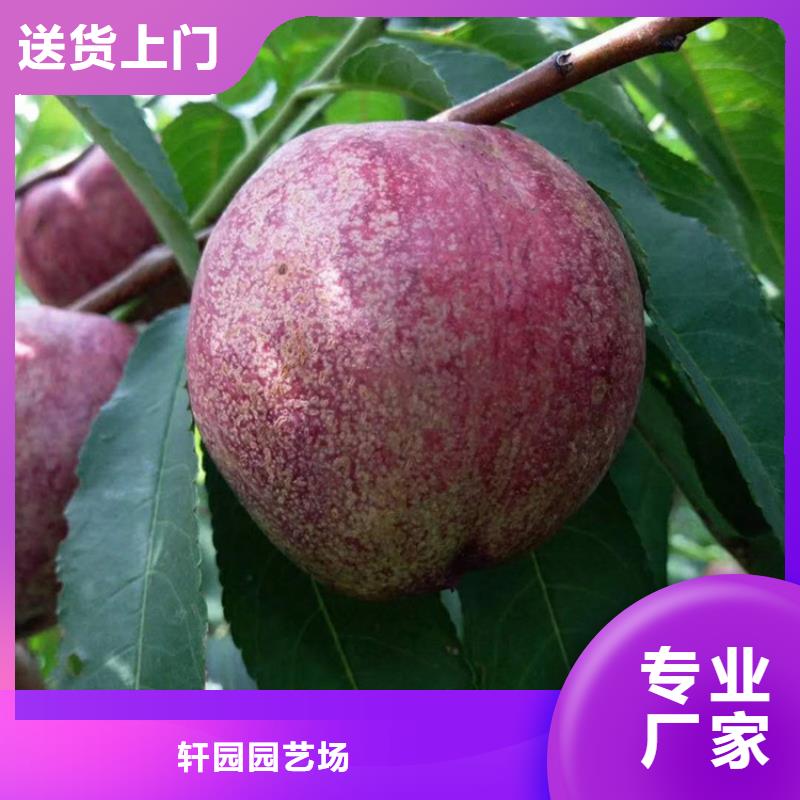 桃-樱桃苗专业信赖厂家