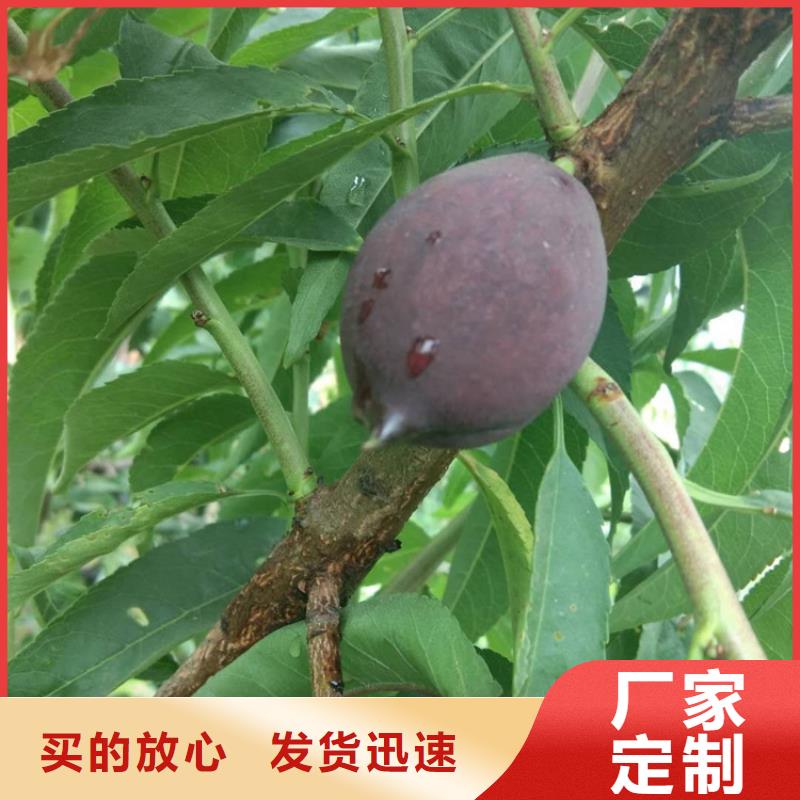 桃-樱桃苗专业信赖厂家