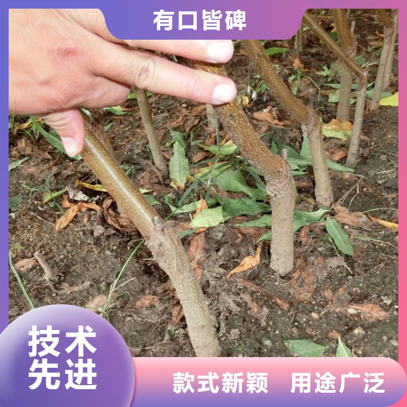 桃-樱桃苗专业信赖厂家