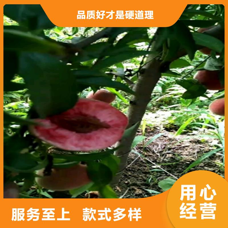 桃-樱桃苗专业信赖厂家