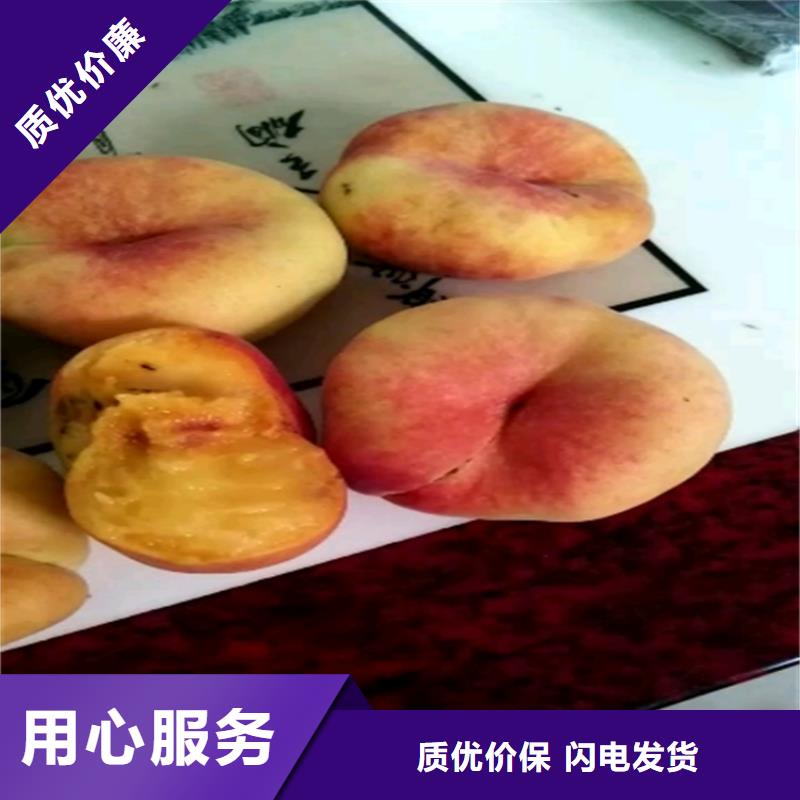 桃-樱桃苗专业信赖厂家
