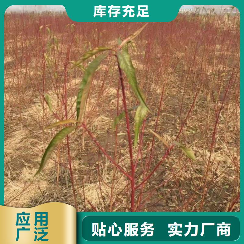 桃-樱桃苗专业信赖厂家