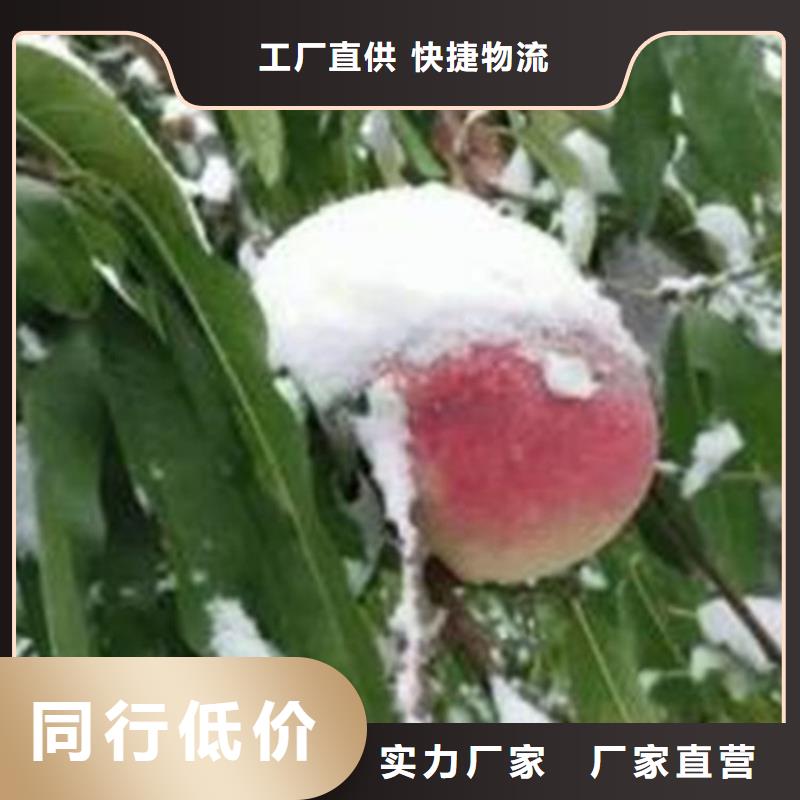 桃-樱桃苗专业信赖厂家