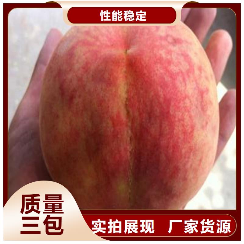 桃-樱桃苗专业信赖厂家