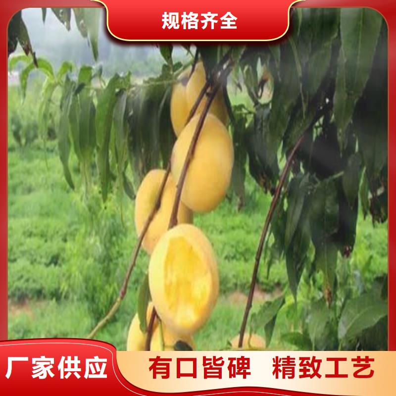 桃-樱桃苗专业信赖厂家
