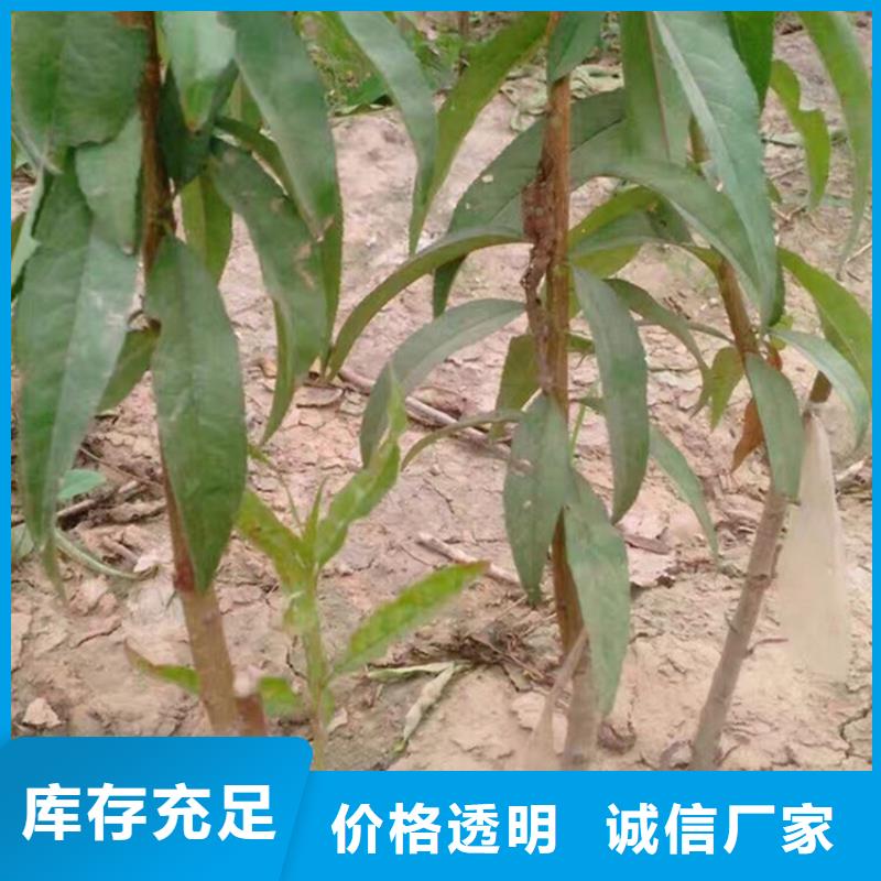 桃-樱桃苗专业信赖厂家