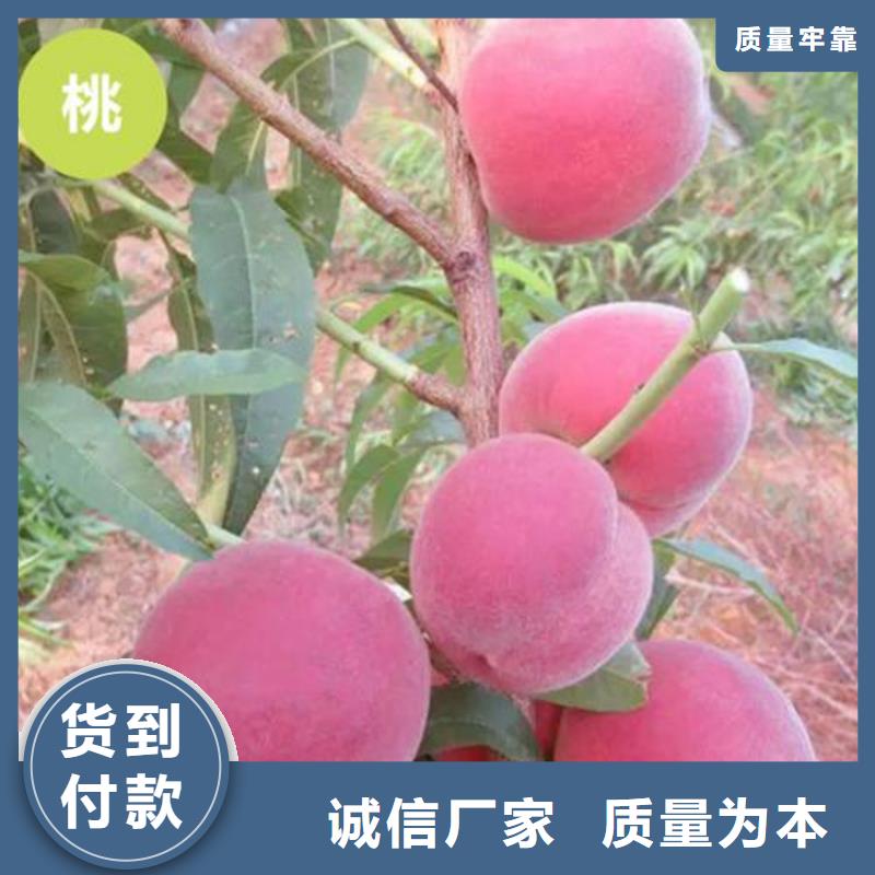 桃-樱桃苗专业信赖厂家