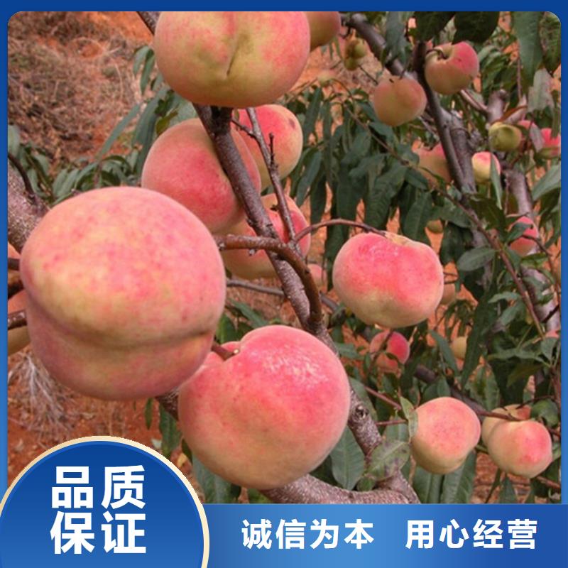 桃-樱桃苗专业信赖厂家