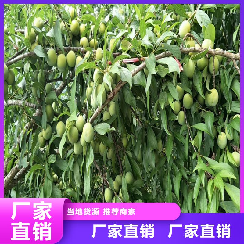 恐龙蛋李子苗根系发达