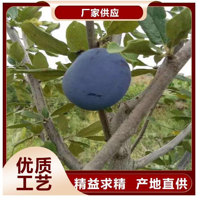 恐龙蛋李子苗根系发达