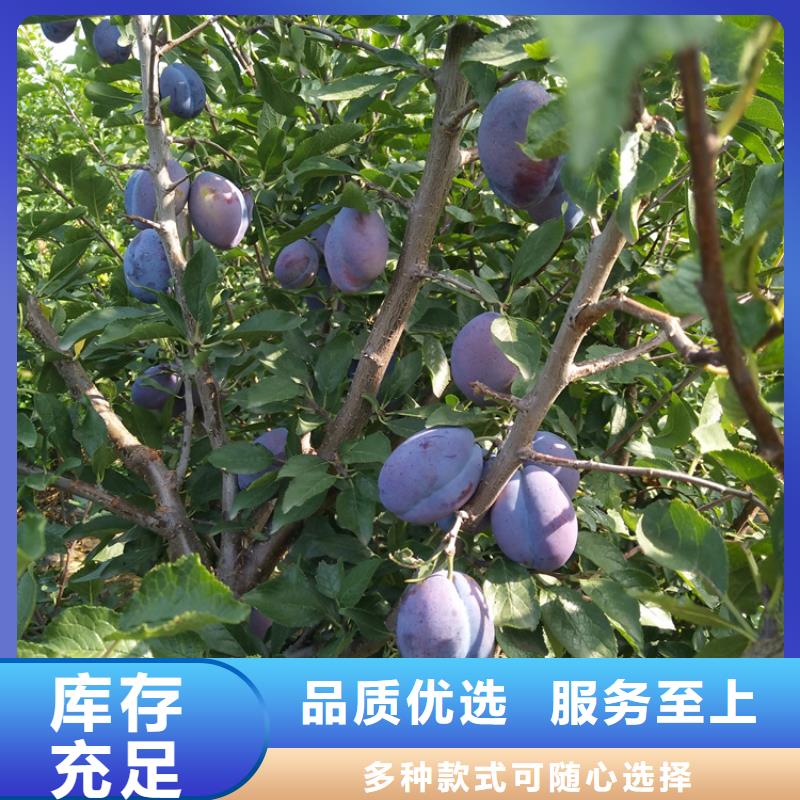 恐龙蛋李子苗根系发达