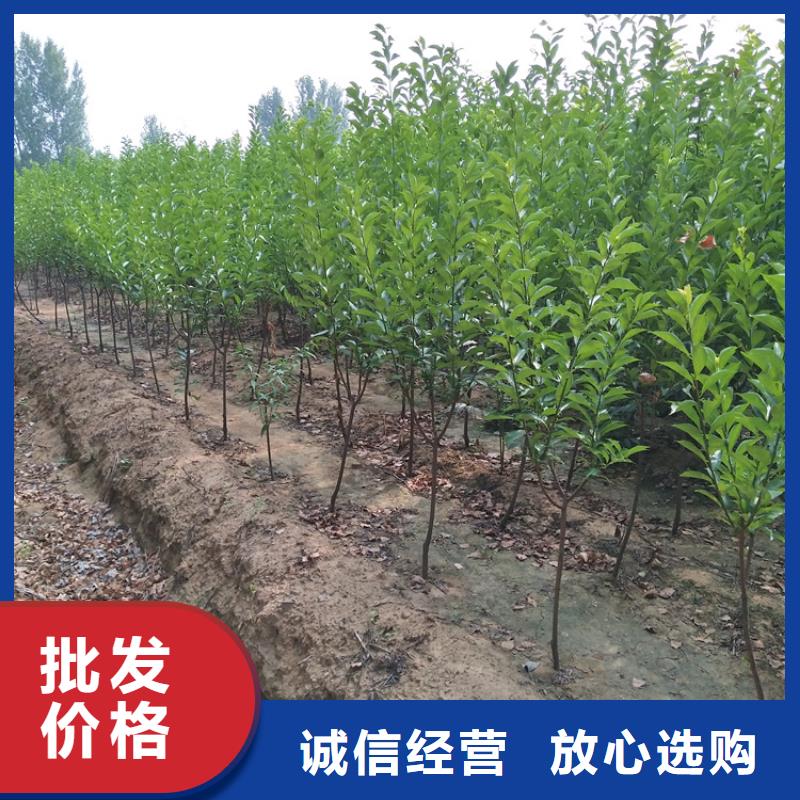 恐龙蛋李子苗根系发达
