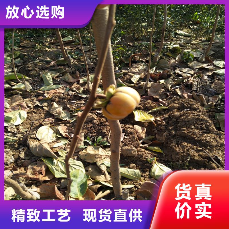柿子樱桃苗客户满意度高