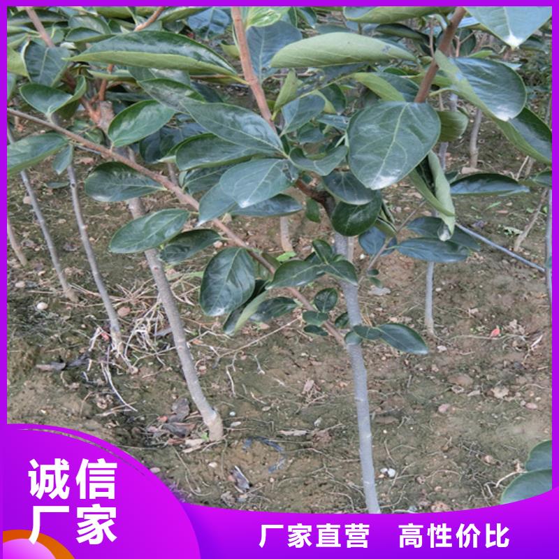 柿子樱桃苗客户满意度高