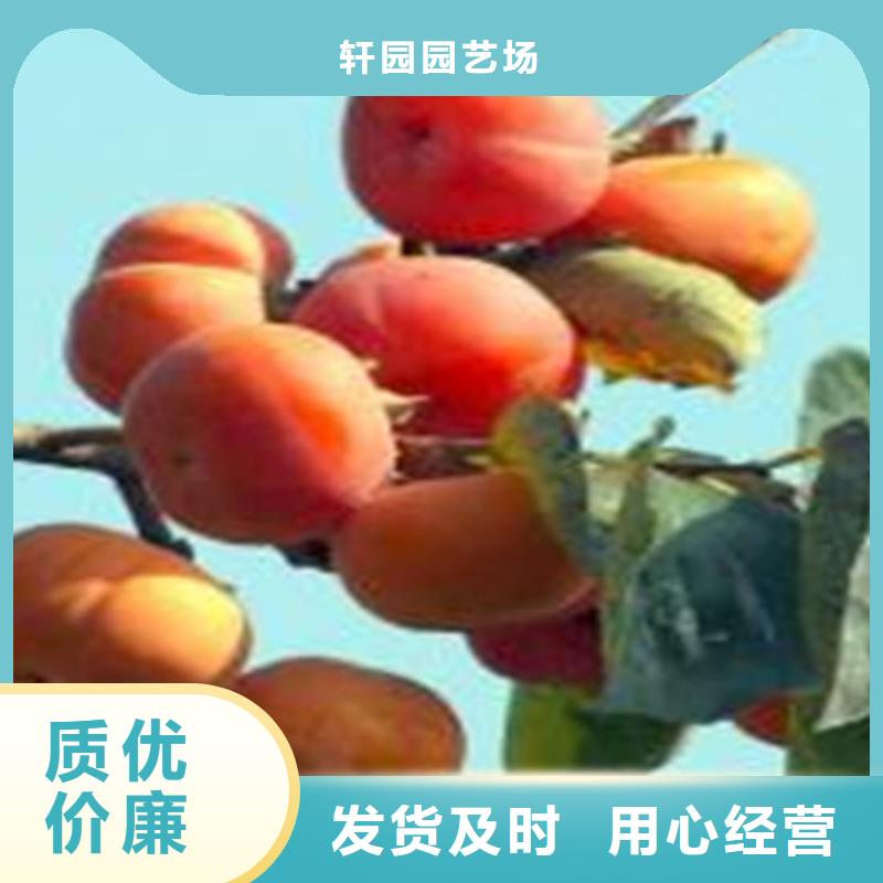 柿子樱桃苗客户满意度高