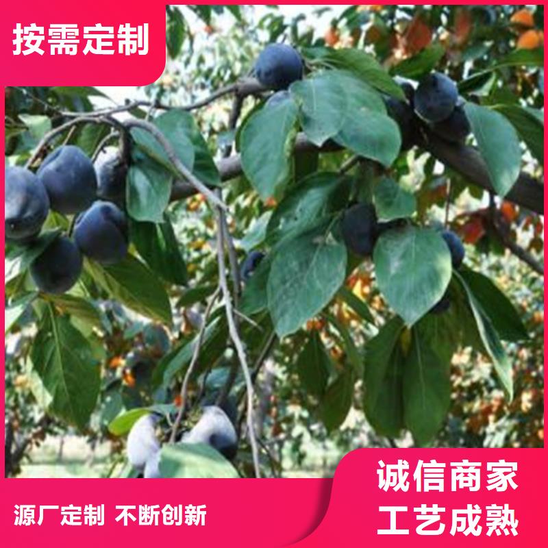柿子樱桃苗客户满意度高