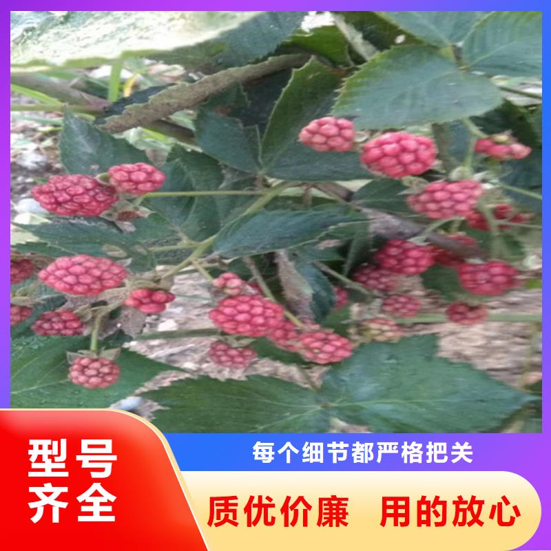 树莓桃树苗货源直销