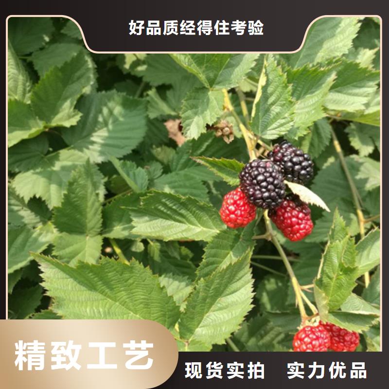 树莓桃树苗货源直销