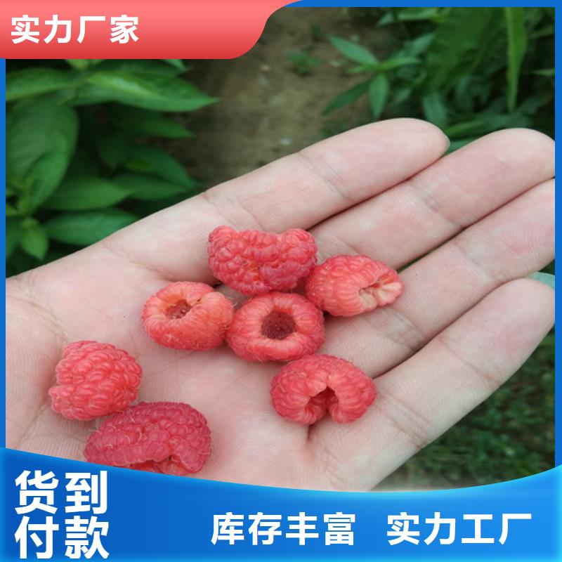 树莓桃树苗货源直销