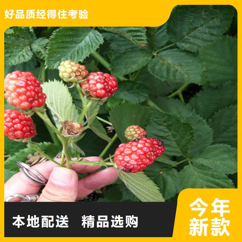 树莓桃树苗货源直销