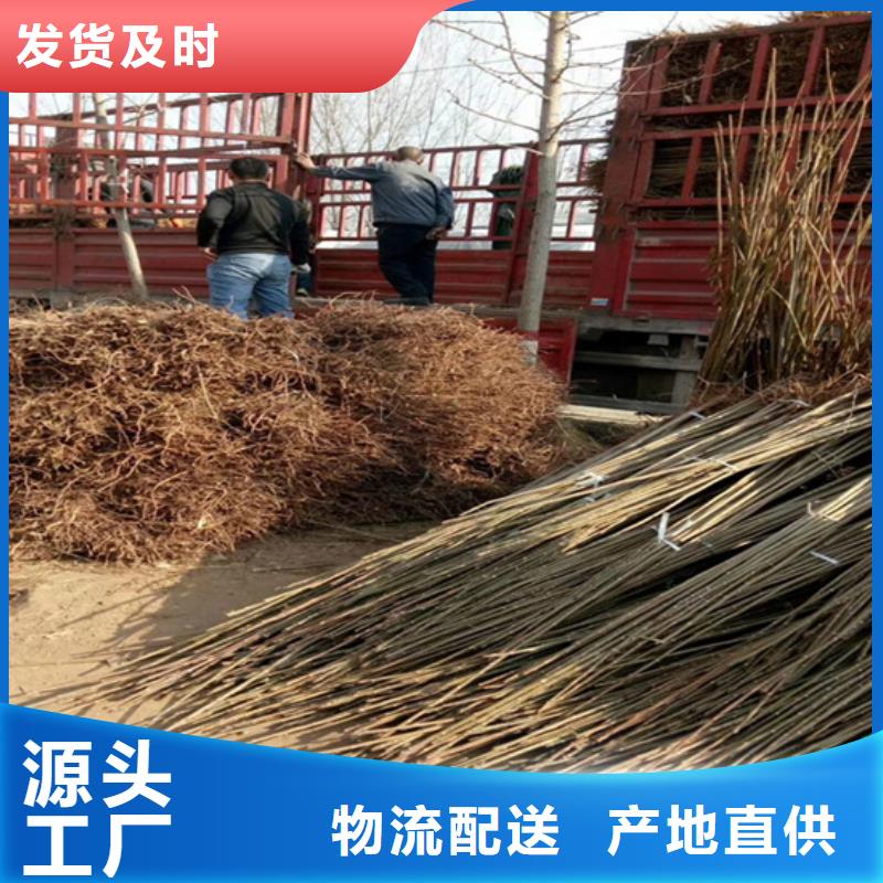 香椿_樱桃苗N年专注