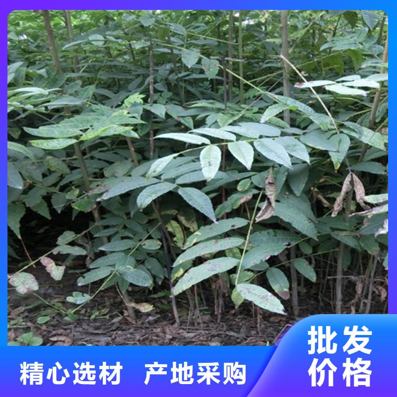 香椿_樱桃苗N年专注