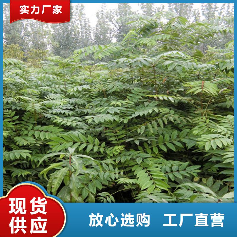 香椿_樱桃苗N年专注