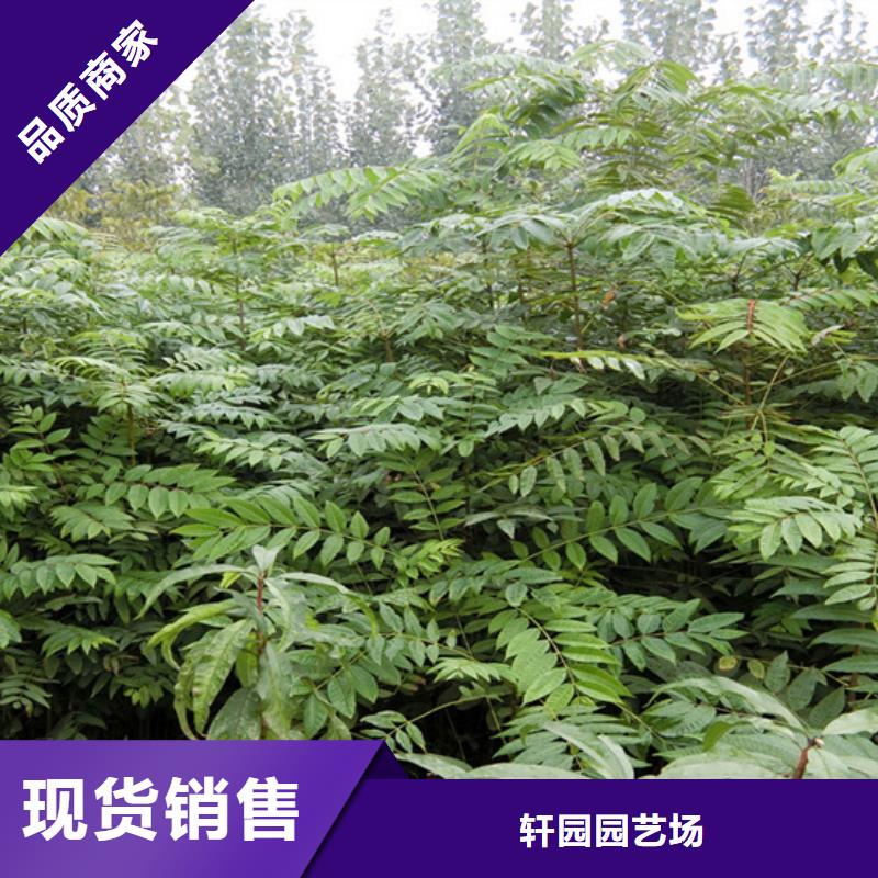 香椿_樱桃苗N年专注
