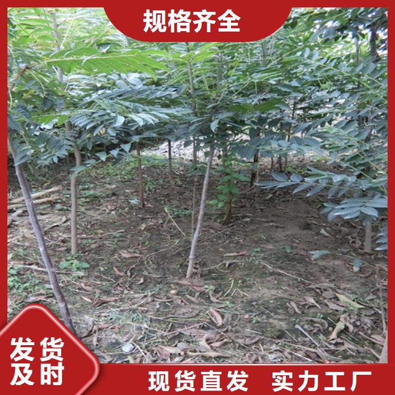 香椿_樱桃苗N年专注