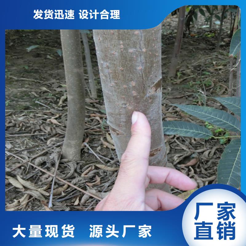香椿_樱桃苗N年专注