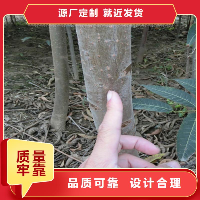 香椿_樱桃苗N年专注