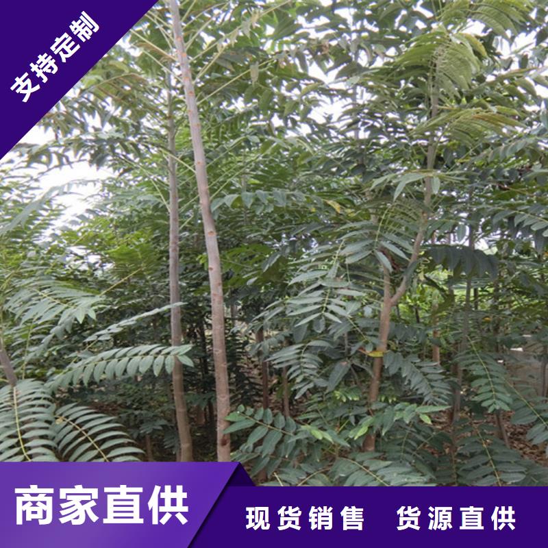 香椿_樱桃苗N年专注