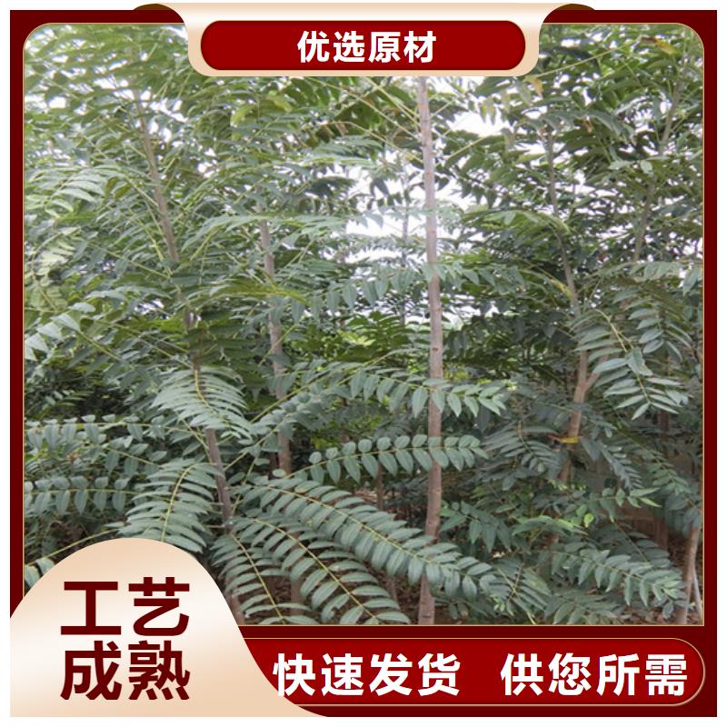 香椿_樱桃苗N年专注